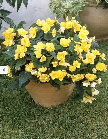 B. ‘Helene Harms’
